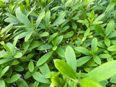 Tokyo, Japonya - 20 Kasım 2019: Banyan ağacı Moraceae veya fitil anulata sokakta yetişen küçük yeşil yaprak