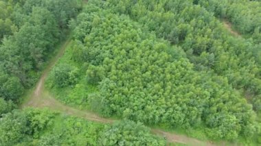 Motokros off-road ve ormanda, ekstrem sporlar, spor motosikletler, motosiklet süren çocuklar, motorsiklet süren ve keskin virajlar, moto, Japon motosikletleri, ormanda bir yaz günü motokros