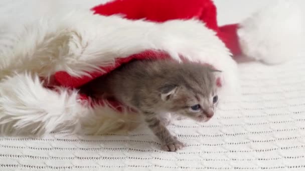 4k poco británico taquigrafía gatito arrastrándose en Navidad santa sombrero. — Vídeos de Stock