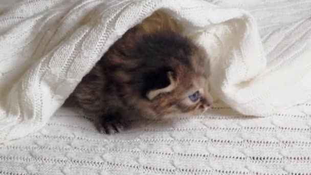 Маленький британський кошеня "Шортлер" лежить у ліжку під ковдрою.. — стокове відео