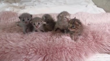 Beş küçük İngiliz Shorthair Kitten 'ı iki haftalık, Beyaz Halı üzerinde emekliyorlar..