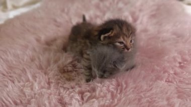 Pembe bir kilimin üzerinde emekleyen iki küçük İngiliz Shorthair kedisi.