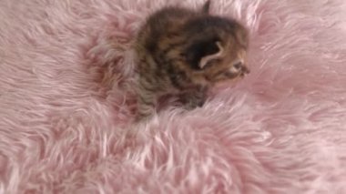 Küçük İngiliz Shorthair Kedi Pembe bir kilim üzerinde emekliyor