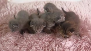 Beş küçük İngiliz Shorthair Kitten 'ı iki haftalık, Beyaz Halı üzerinde emekliyorlar..