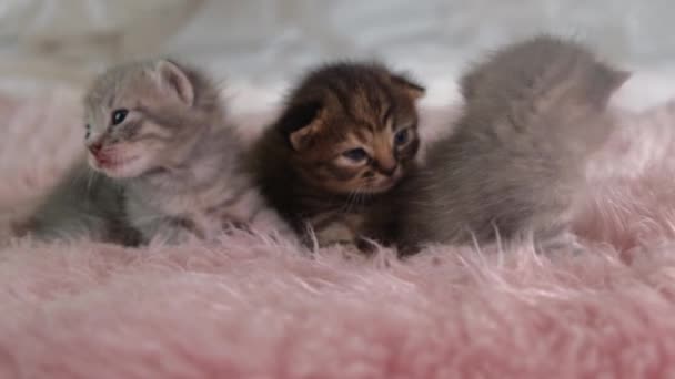 Trzy małe brytyjskie kociaki mają dwa tygodnie, czołgają się na białym dywanie. — Wideo stockowe