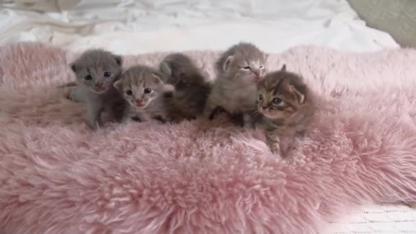 Πέντε μικρά βρετανικά γατάκια Shorthair είναι δύο εβδομάδων, σέρνεται σε ένα λευκό χαλί. — Αρχείο Βίντεο