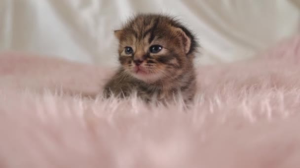 Little British Shorthair Kitten strisciare su un tappeto rosa — Video Stock