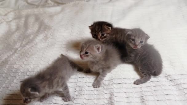 Fyra små brittiska Shorthair Kattungar är två veckor gamla, kryper på en vit matta. — Stockvideo