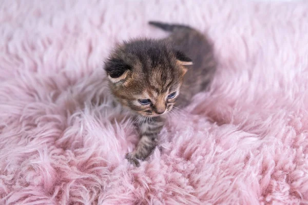 Britânico Shorthair cinza gatinho fica em um cobertor rosa — Fotografia de Stock