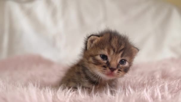 Little British Shorthair Kitten Crawling na różowym dywanie — Wideo stockowe