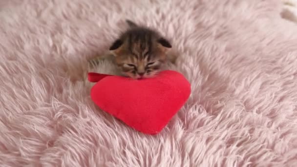 4k Primo piano di Little British Shorthair Kitten strisciando su un piccolo giocattolo del cuore su un tappeto rosa — Video Stock