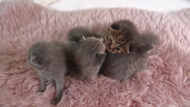 Пятеро маленьких британских котят Shorthair двухнедельного возраста на белом коврике. — стоковое видео