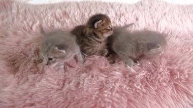 Üç küçük İngiliz Shorthair kedisi iki haftalık, Beyaz Halı üzerinde emekliyorlar..