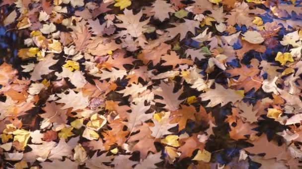 Upadłe kolorowe jesienne liście unoszą się na powierzchni wody w stawie. — Wideo stockowe