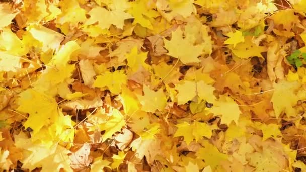 Żółte liści na ziemi w parku jesiennym. — Wideo stockowe