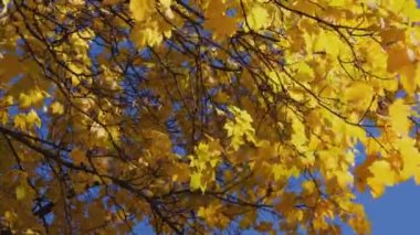 Sonbaharın yakın çekimi sarı akçaağaç yaprakları meltemde bir ağacın dalında