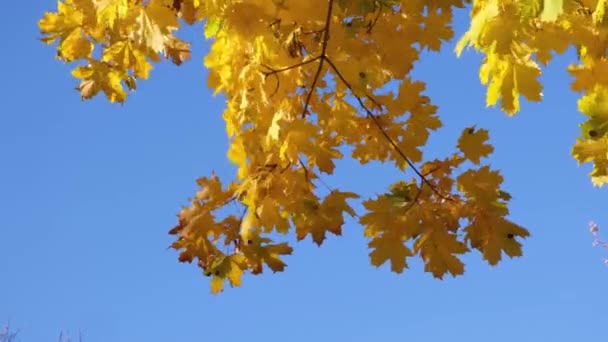 Gros plan des feuilles d'érable jaune d'automne sur une branche d'arbre dans la brise — Video