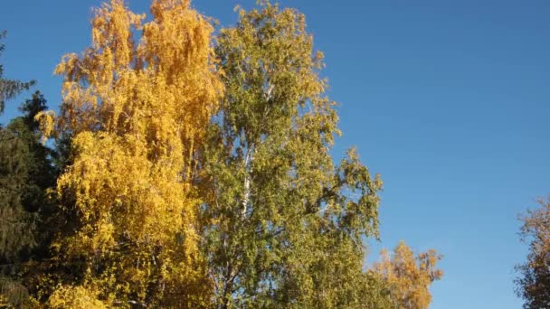 Birch grove of trees in october warm day — Stock Video