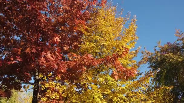 Дерево зверху дерев з осіннім барвистим листям в парку — стокове відео