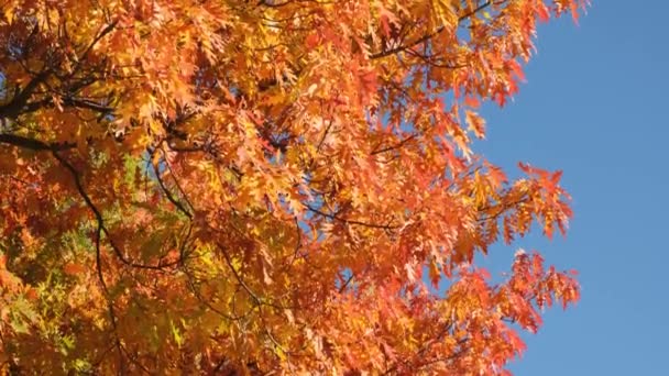 Roble de otoño con follaje amarillo brillante y naranja. — Vídeos de Stock