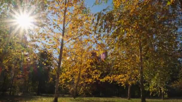 Zon gloeiend door twijgen en berkenbomen in het bos in de herfst. — Stockvideo