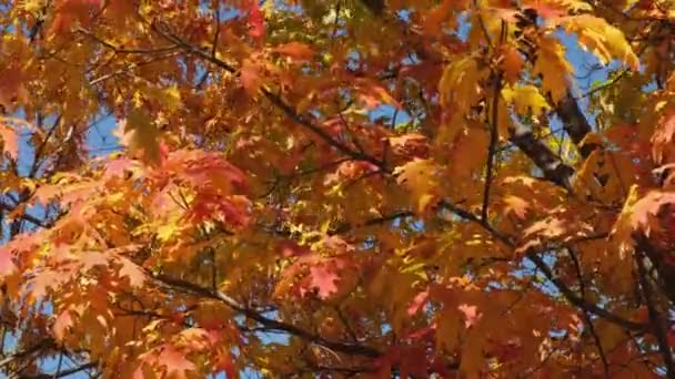 Herbst-Eiche mit leuchtend gelbem und orangenem Laub. — Stockvideo