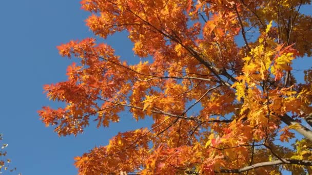 Roble de otoño con follaje amarillo brillante y naranja. — Vídeos de Stock