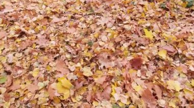 Sonbahar parkında, yerde sarı yapraklar..