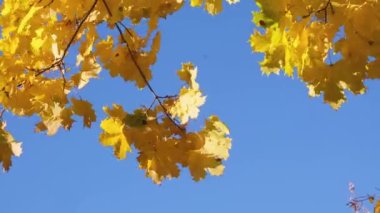 Sonbaharın yakın çekimi sarı akçaağaç yaprakları meltemde bir ağacın dalında