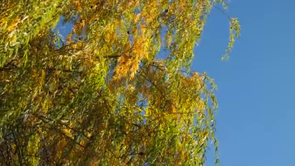 Березовий гай дерев у жовтні теплий день — стокове відео