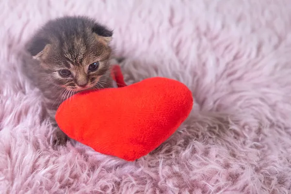 Pequeno britânico Shorthair gatinho de pé em forma de coração travesseiro vermelho — Fotografia de Stock