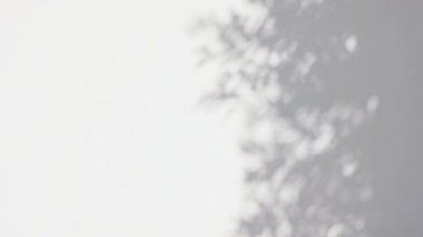 Beyaz duvara düşen yaprakların soyut gölgesi.