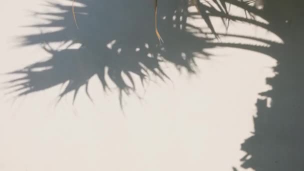 Sombra de silueta abstracta de hojas de palmera rama de árbol que cae en la pared blanca. — Vídeo de stock