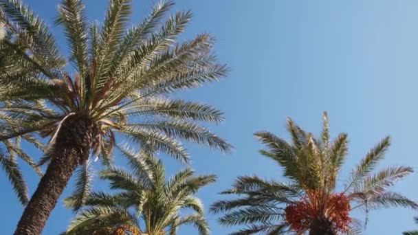 Зелене пальмове листя ширяє в теплий вітер на тропічному острові . — стокове відео