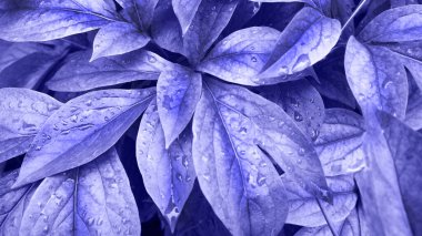 Taze yapraklardan yapılmış modaya uygun menekşe arkaplan.