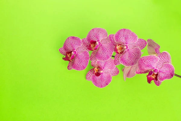 Beautiful gentle Orchid flower head on green background. — Stock Photo, Image