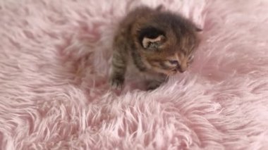 Küçük İngiliz Shorthair Kedi Pembe bir kilim üzerinde emekliyor