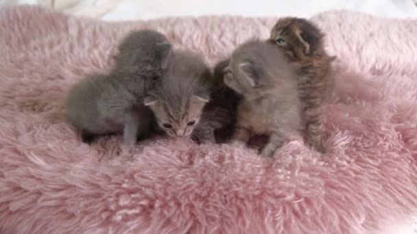 Vijf kleine Britse Stenografisch Kittens zijn twee weken oud, kruipend op een wit tapijt. — Stockvideo