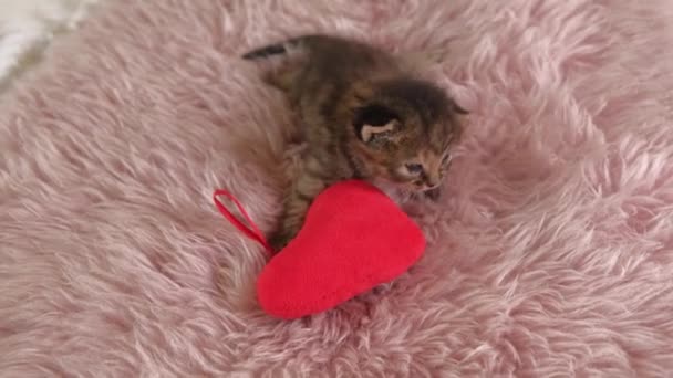 4k Primo piano di Little British Shorthair Kitten strisciando su un piccolo giocattolo del cuore su un tappeto rosa — Video Stock