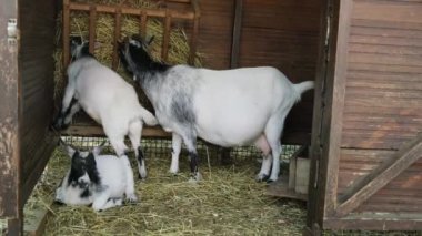 goats mom and kids are eating hay in the barn. Home farm.