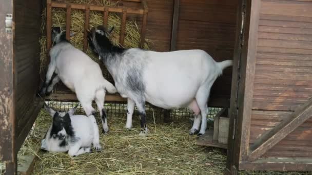 Goats mom and kids are eating hay in the barn. Home farm. — Stockvideo