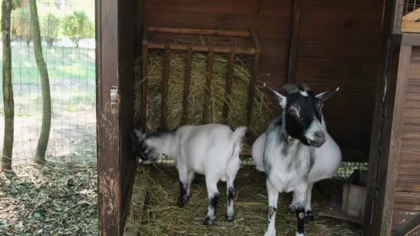 Two goats mom and baby are eating hay in the barn. Home farm. — стоковое видео