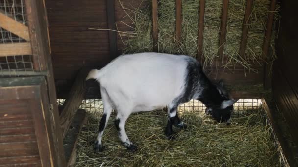 Cute goat eating hay on the home farm. — Stockvideo