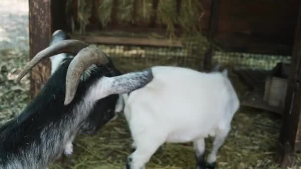 2頭のヤギの母親と赤ん坊が納屋で干し草を食べている ホームファームコンセプト 動物飼育 — ストック動画