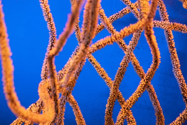 Cienkie pomarańczowe koralowce pod wodą. Podwodne zdjęcia. podwodne tło — Zdjęcie stockowe
