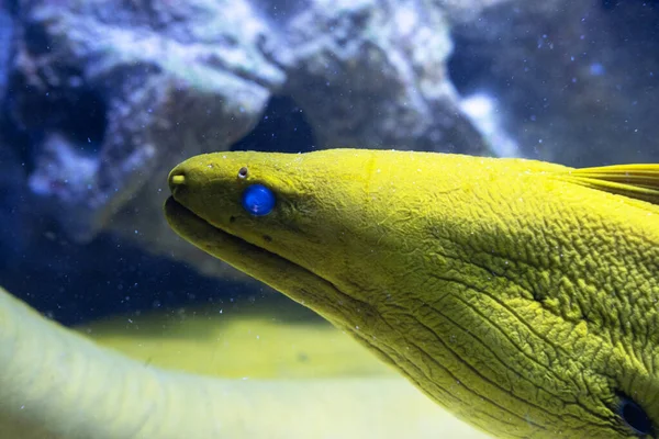 Un retrato tropical de anguila Moray bajo el agua. — Foto de Stock