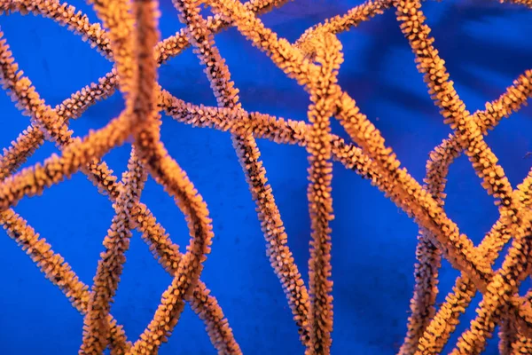Cienkie pomarańczowe koralowce pod wodą. Podwodne zdjęcia. podwodne tło — Zdjęcie stockowe