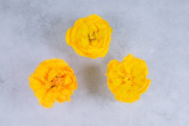 Üç tomurcuk yemyeşil Sararmış güzel çiçekler Beton bir arka planda laleler.