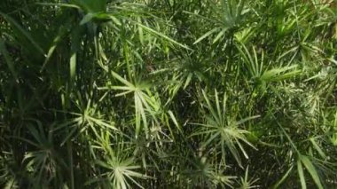 Cyperus Alternifolius Zypergras Şemsiye papirüsü ve güneş ışınları korusu