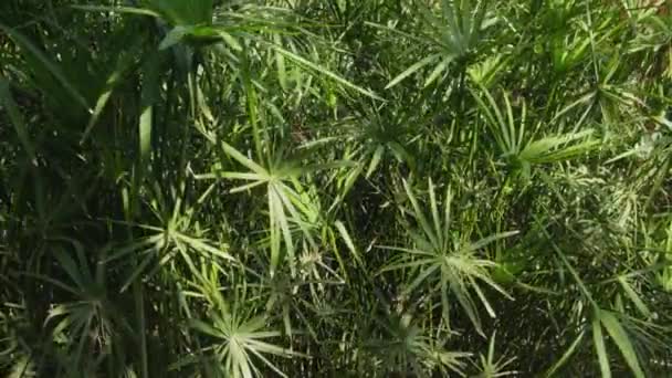 Grove of Cyperus alternifolius Zypergras Umbrella papirus and sunbeams — Stok Video